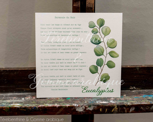Eucalyptus