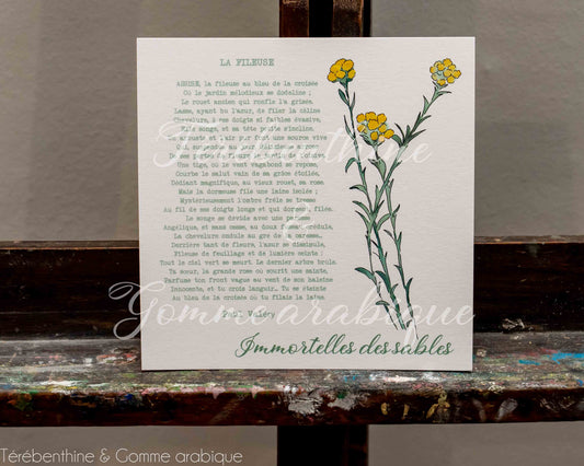 Immortelles des sables